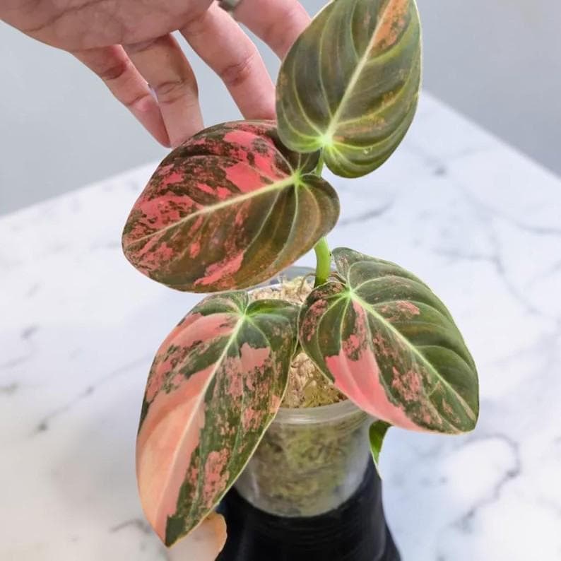 Philodendron micans - Etsy 日本