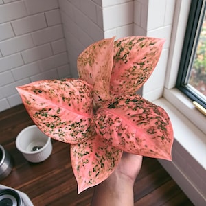 dracaena green jewel Dracaena Dragon Green Jewel 6