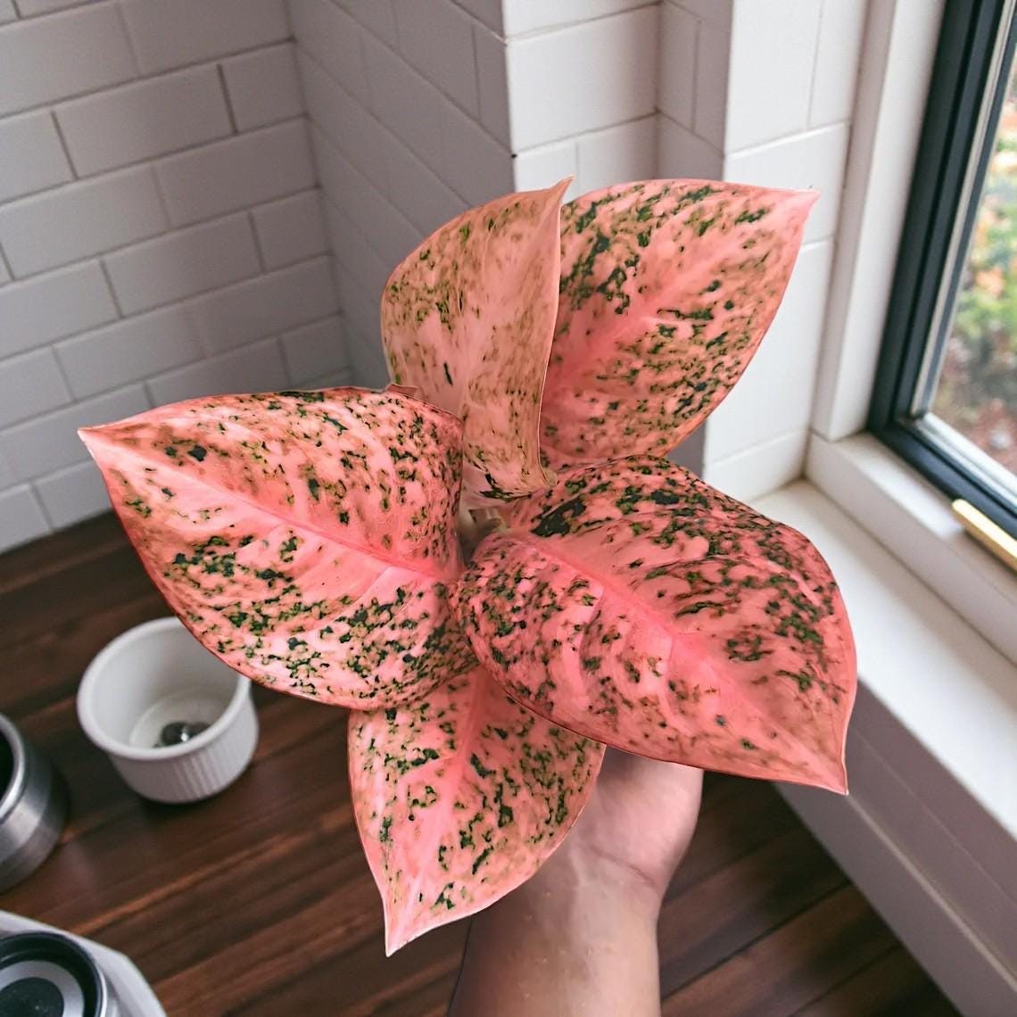 Alocasia cuprea - Etsy 日本