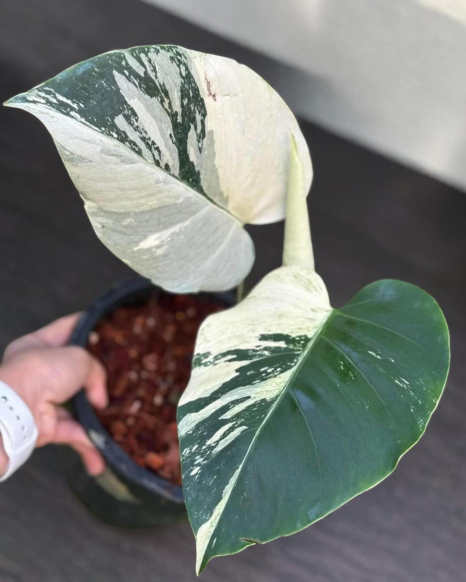 Monstera mint noid jungle mint - Etsy 日本