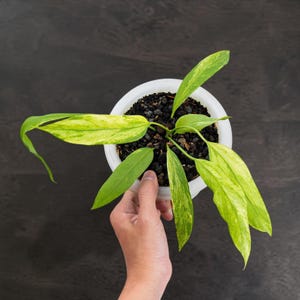 Strap Leaf Anthurium - Etsy