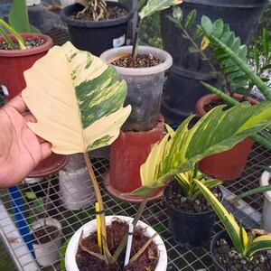 FOTO REAL Philodendron Caramel Marble Variegated Planta Rara / Variegación de Mármol Verde Amarillo / Planta Exótica de Colección Arácea