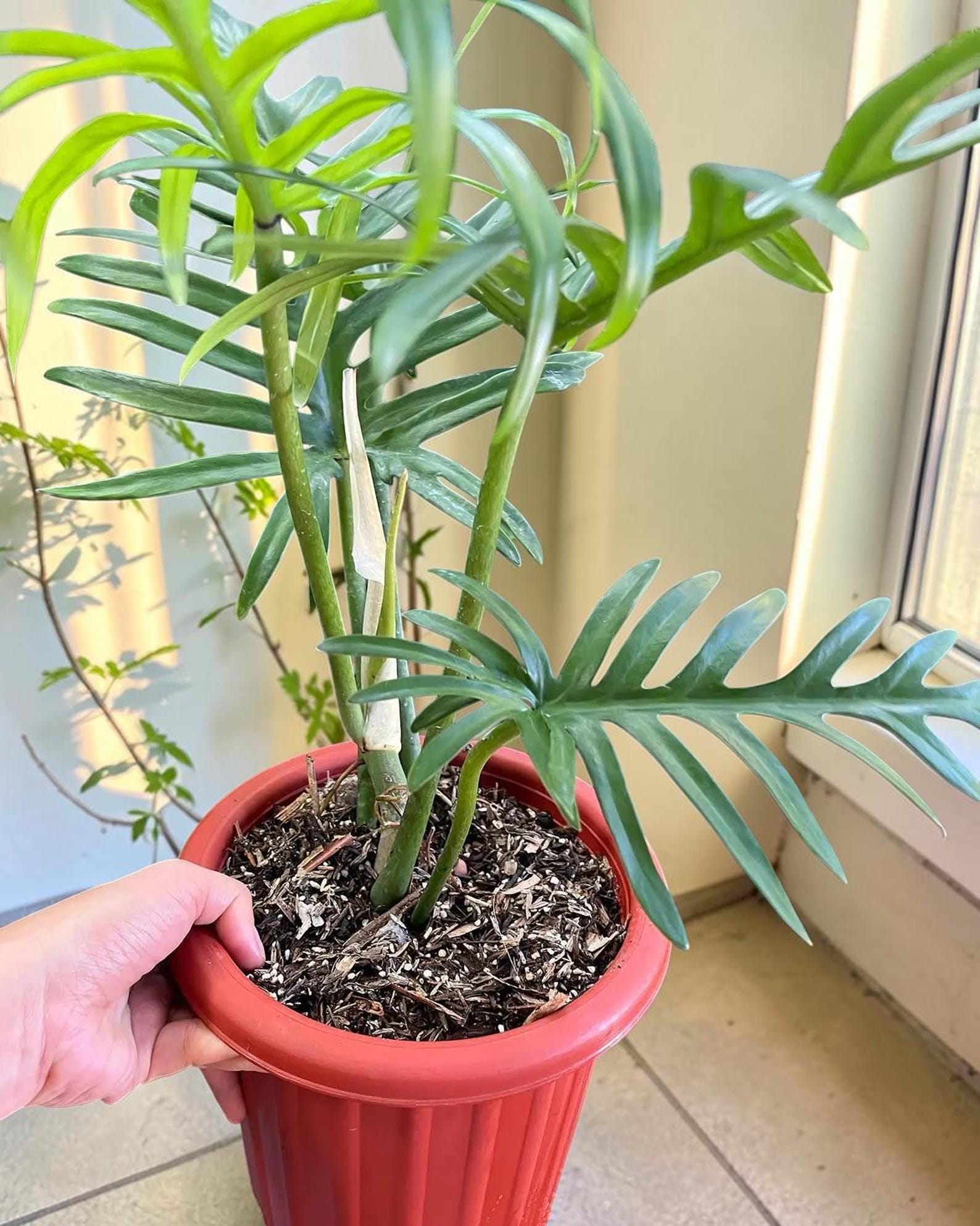 Philodendron jungle fever - Etsy 日本