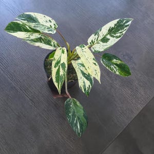 Puede incluir: Una planta en maceta con hojas grandes y abigarradas. Las hojas son una mezcla de blanco y verde, con un patrón moteado. La planta está en una maceta negra, sobre una superficie de madera gris oscuro.
