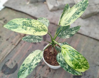 Aglaonema Simplex variegada (planta viva) – Aglaonema variegada rara – Planta de interior tropical variegada de mármol