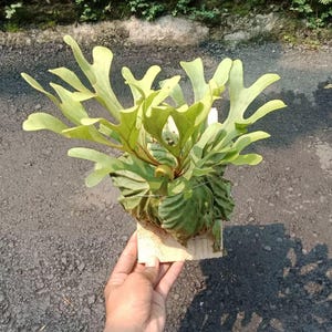 May include: A staghorn fern, a type of epiphytic fern, with large, antler-like fronds. The plant is a vibrant green color and is mounted on a small, rectangular piece of wood. The fern is held by a hand, showcasing its size and shape.