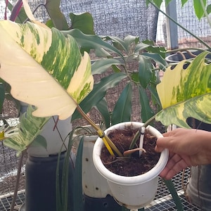 以下が含まれることがあります： 緑とクリーム色の大きな斑入りの葉を持つ、鉢植えのフィロデンドロン植物。 植物は白い鉢に入っており、人が持っています。 他の植物が背景に見えます。