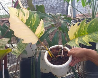 ECHTE FOTO Philodendron karamelmarmer bonte zeldzame plant aroid | Exotische bonte philodendron | Tropische kamerplant voor binnen