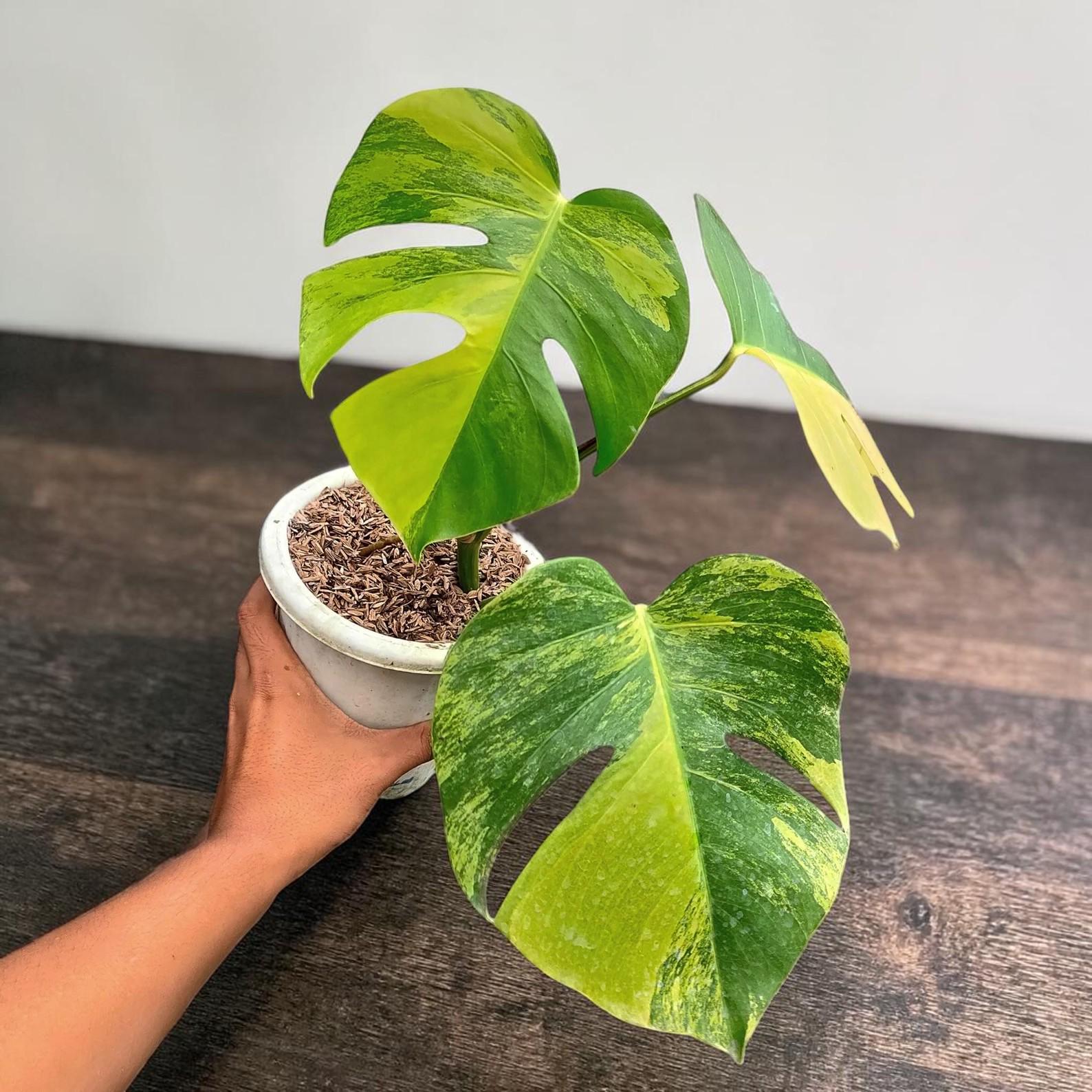 riesen monstera kaufen GIANT Thai constellation monstera *NAPA PICK UP OR DELIVERY ONLY*