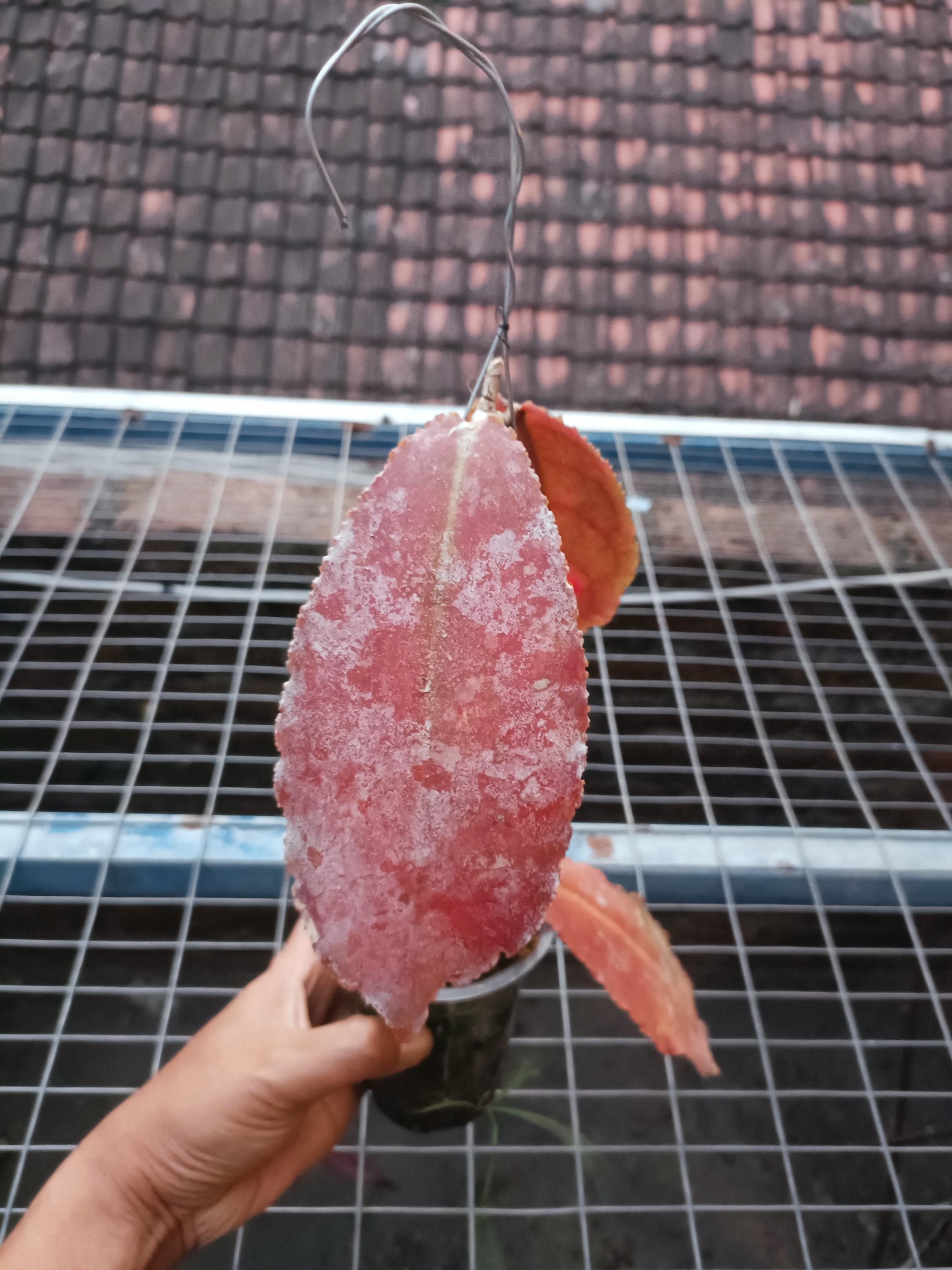 Hoya Undulata Red - Etsy