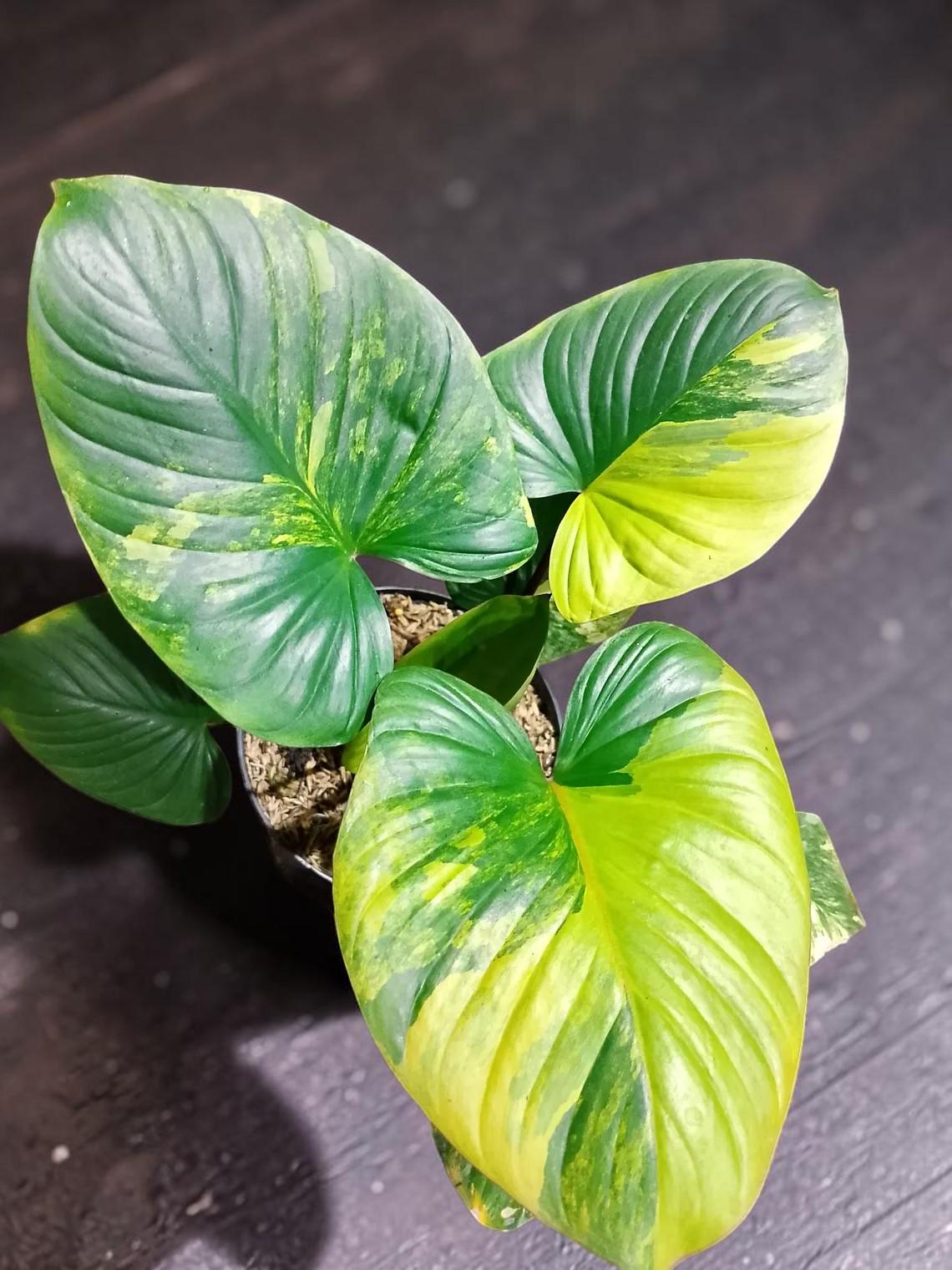 Variegated homalomena - Etsy 日本