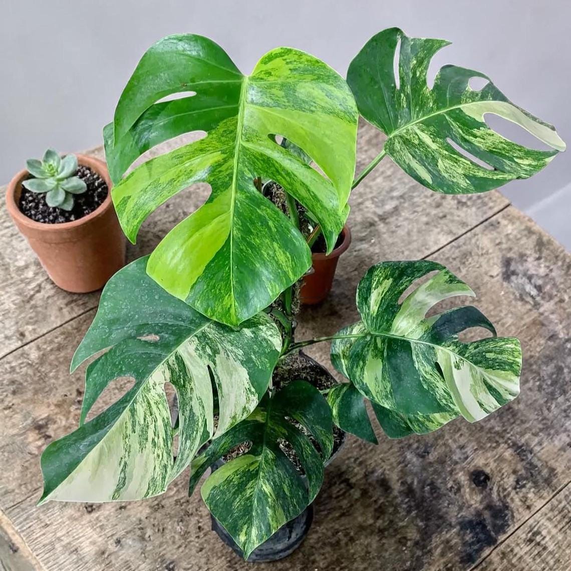 Aurea marmorata - Etsy 日本
