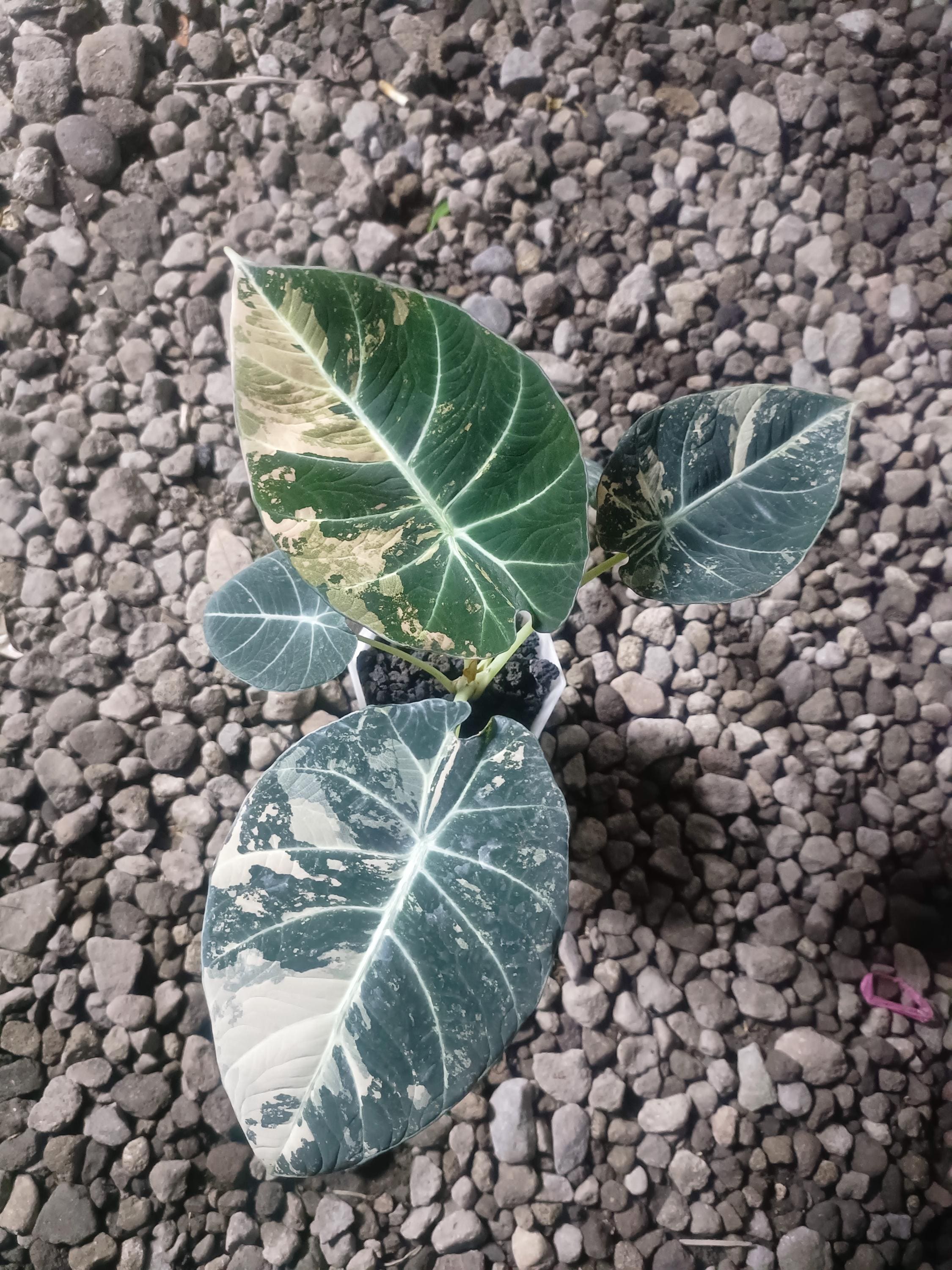 Alocasia black velvet pink variegated - Etsy 日本