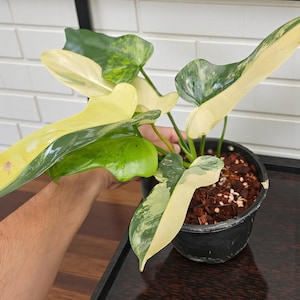philodendron birkin red congo 4