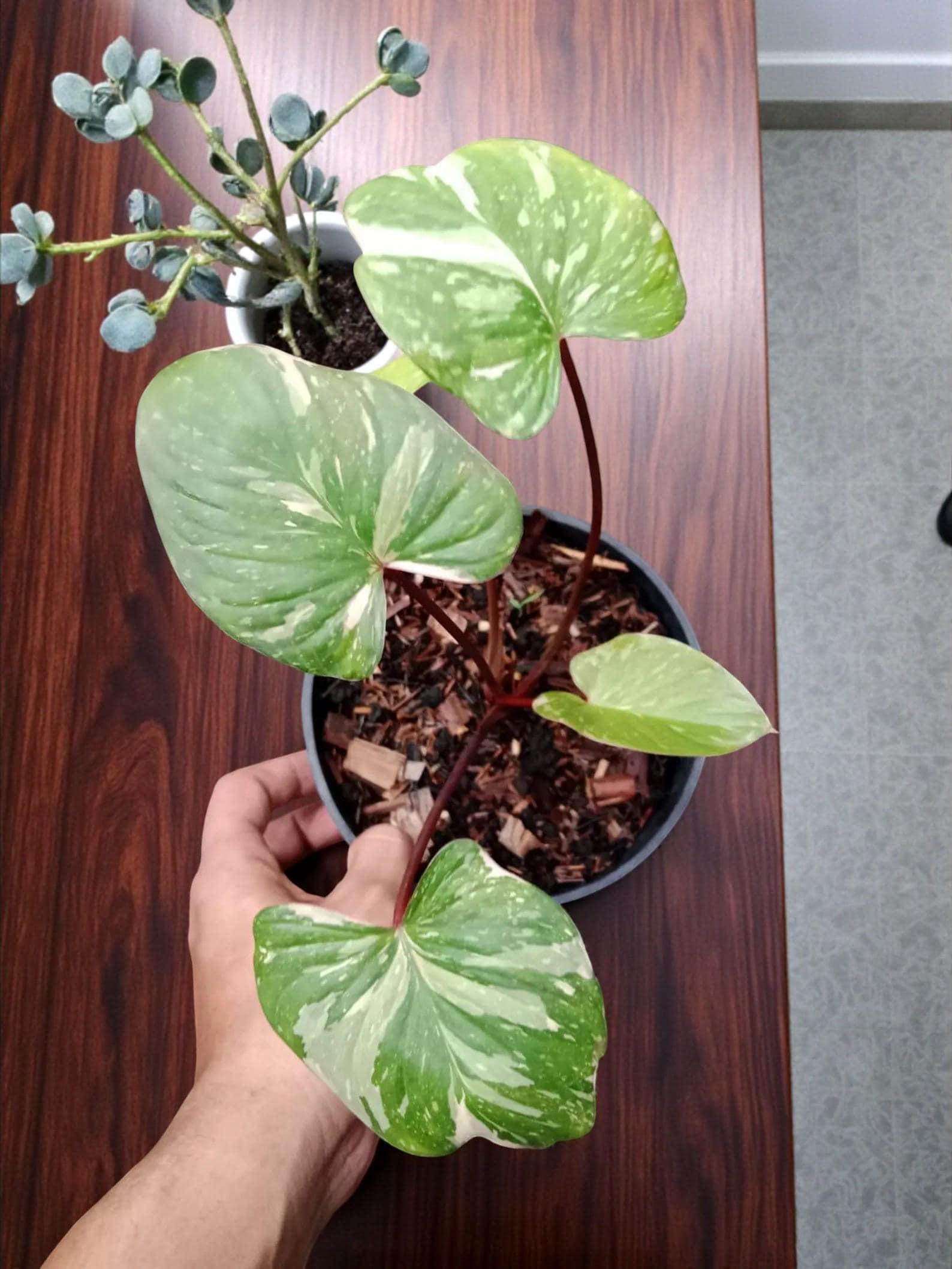 Homalomena - Etsy 日本