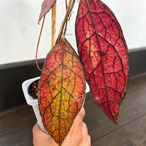 Puede incluir: Primer plano de una planta de Hoya con dos hojas grandes y vibrantes. Una hoja es un degradado de amarillo, naranja y rojo, mientras que la otra es de color rojo intenso. Las hojas tienen venas prominentes y están en una maceta blanca.