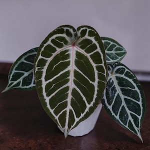 May include: A potted Anthurium crystallinum plant with large, dark green leaves featuring prominent white veining. The leaves have a heart shape and are arranged around a white pot. The plant sits on a dark wooden surface.