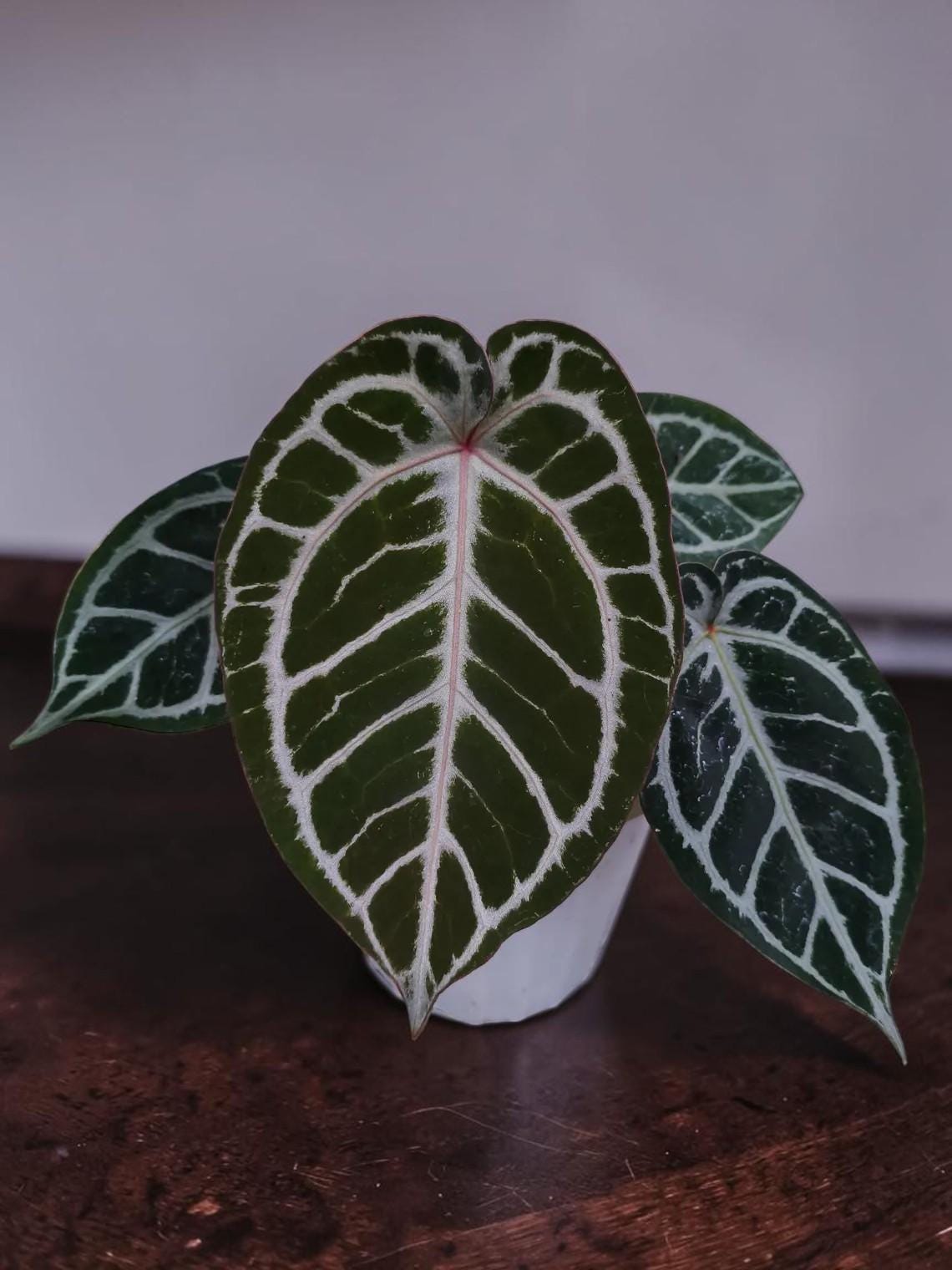 Rare anthurium - Etsy 日本