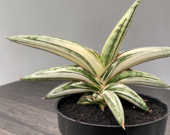 Agave Parryi Truncata 'Orizaba' - アガベ パリー トランカタ