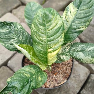 Rhaphidophora puberula variegated - Etsy 日本