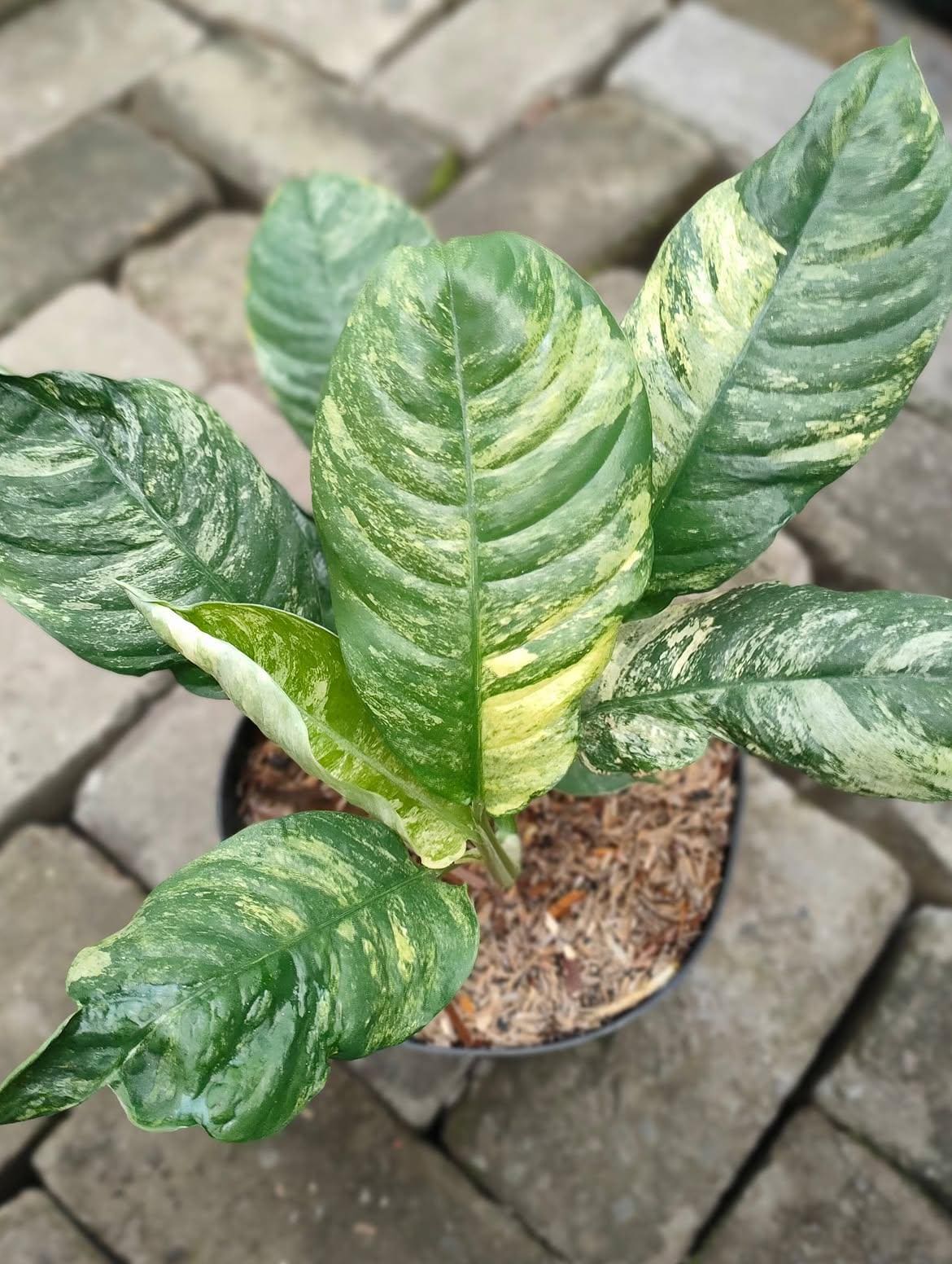 Rhaphidophora puberula variegated - Etsy 日本