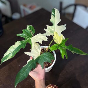 May include: A potted Philodendron Florida Ghost plant with large, uniquely shaped leaves. The leaves display a striking contrast of white and various shades of green. The plant is in a white pot, and the image is taken from a slightly elevated angle.