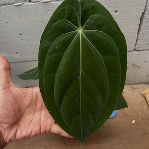 Anthurium Ace of Spades | Sällsynt sammetsanthurium levande växt | Exotisk aroid krukväxt | Samlarväxt inomhus | Tropisk heminredningsgåva