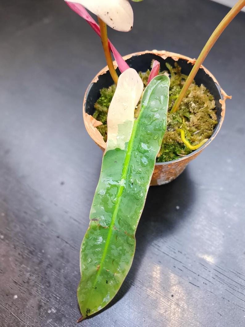 Philodendron atabapoense - Etsy 日本