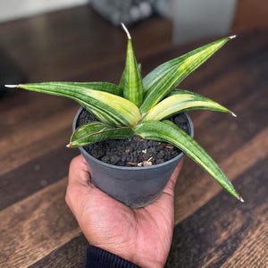May include: A potted Sansevieria plant, also known as a snake plant, with long, pointed leaves. The leaves are a vibrant green with yellow variegation. The plant is in a dark gray pot, held in a person's hand.