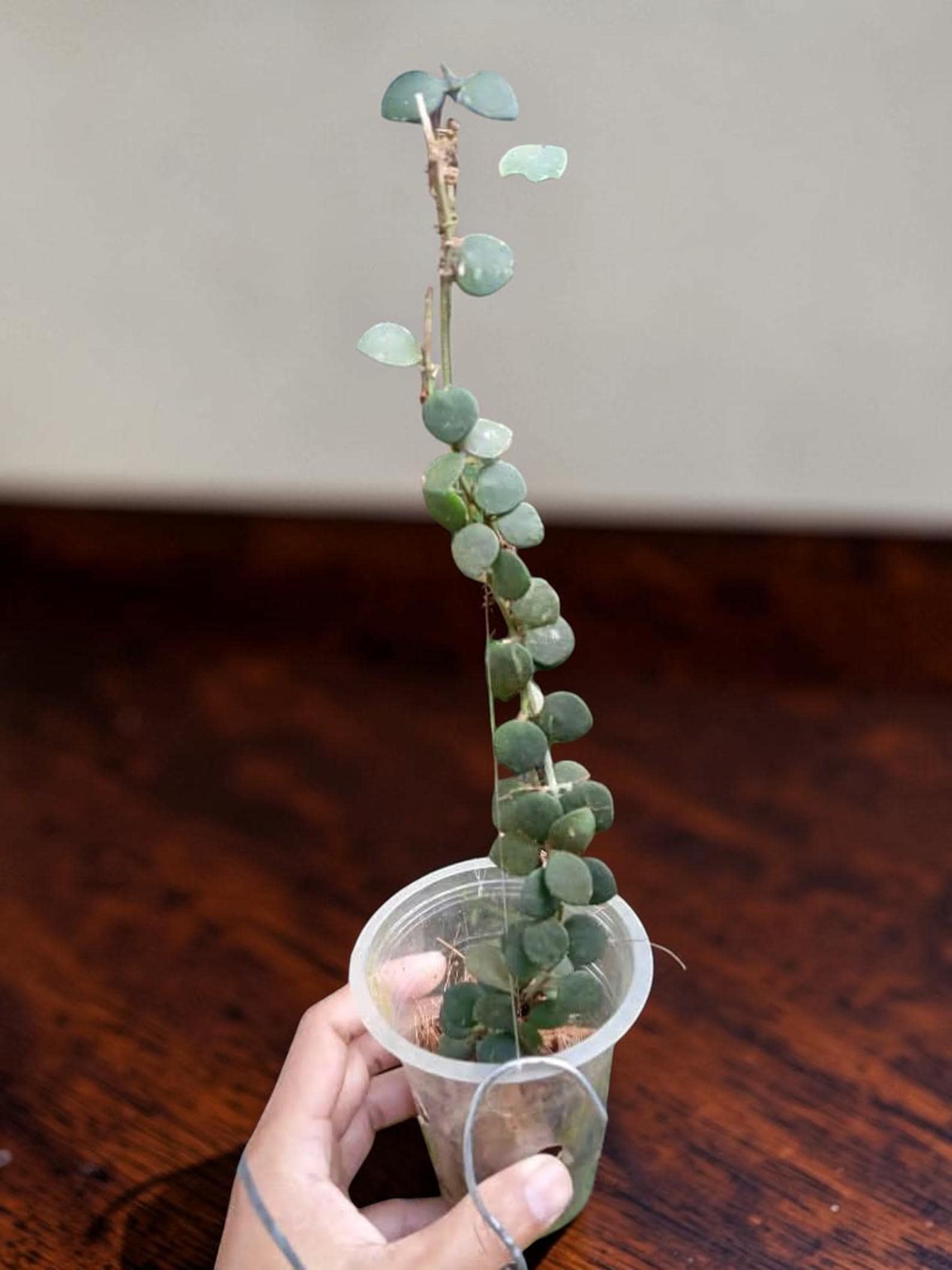 Hoya silver dollar - Etsy 日本