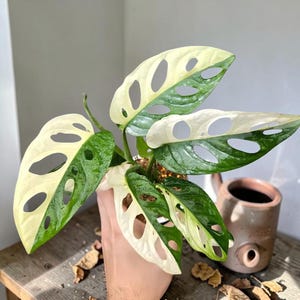 Puede incluir: Una planta en maceta de Monstera Adansonii con hojas abigarradas. Las hojas son una mezcla de verde y blanco crema, con agujeros ovalados distintivos. La planta está en una maceta pequeña, y el fondo incluye una superficie de madera y una olla de cerámica.