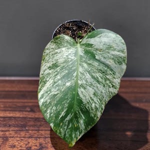 Pode incluir: Uma única folha de Monstera variegada com silhueta em forma de coração, apresentando um padrão manchado de verde floresta profundo e branco creme. A planta está num pequeno vaso preto preenchido com terra escura e húmida para vasos.
