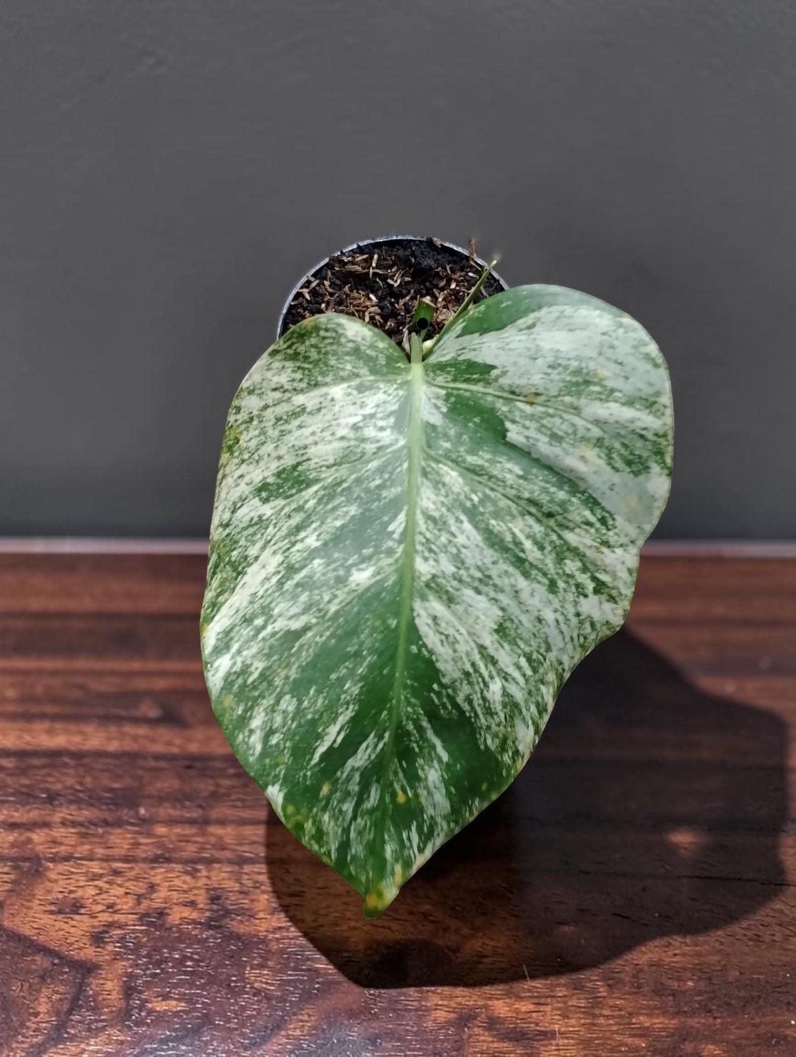 Monstera devil monster - Etsy 日本