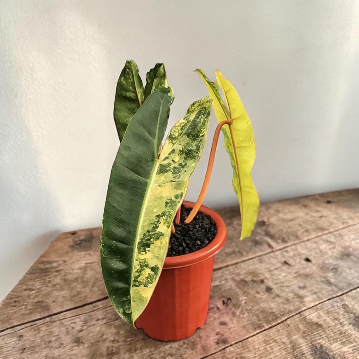 Philodendron billietiae variegated - Etsy.de