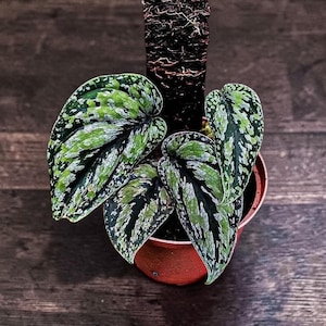 May include: A potted houseplant with large, heart-shaped leaves. The leaves are a mix of green, silver, and dark green patterns. The plant is in a small, terracotta-colored pot, with a dark brown support structure.
