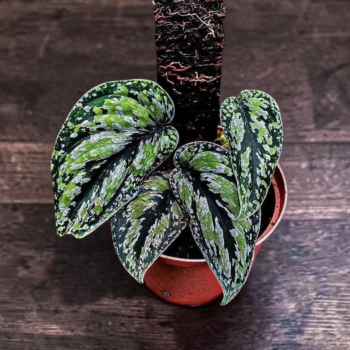 Scindapsus spボルネオ産　わさわさ仕立て1 Scindapsus borneo - Etsy 日本