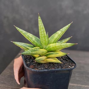Sansevieria Ballyi Star Variegated – Rara pianta a forma di stella, variegata giallo-verde, pianta d'appartamento esotica e compatta.