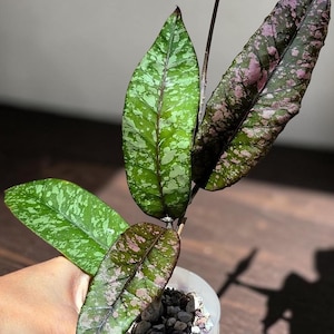 Hoya Bur Perlak SP Aceh, plante vivante rare | Hoya exotique de collection | Plante de cire tropicale | Plante d'intérieur enracinée