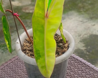 ECHTES BILD Philodendron Billietiae Bunt | Bunte Billietiae Aroid Pflanze | Exotische tropische Zimmerpflanze