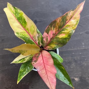 Pink Variegated Anthurium Hookeri - Etsy