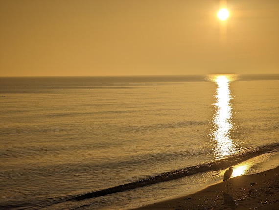 Tidewatcher Heron | Sunrise Photography | Digital Download Print | Meditation Wall Art