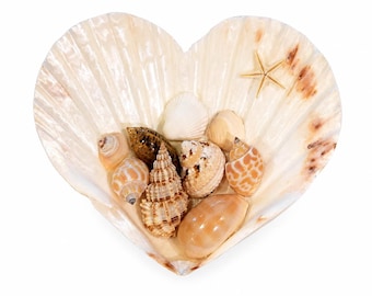 Heart Shaped Seashell Dish, Beach Cottage Decor, Ocean Inspired Shell Art, Seashell Jewelr
