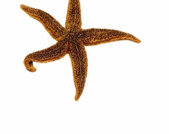 Large Natural Sugar Starfish, Textured Coastal Beach House Decor (7.5 Inch)
