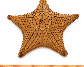 Large Natural Knobby Starfish, Textured Coastal Beach House Decor (8-9 Inch)