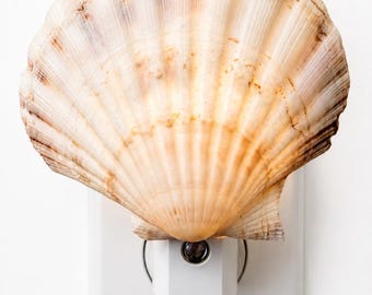 Scallop shell nightlight