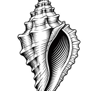 May include: A black and white line art illustration of a spiral seashell. The shell features a pointed spire, a textured exterior with ridges and grooves, and a large, elongated opening that reveals deep, curved internal lines and shadows.