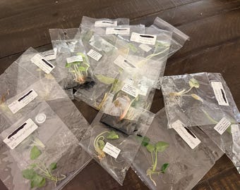 Monstera Tissue Culture Variety