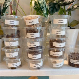 May include: A collection of clear plastic containers filled with soil and plant corms, each labeled with names including Alocasia Mystery, Venom, Alocasia Melo, Alocasia Pink Dragon, Alocasia Jacklyn, Alocasia Silver Dragon, Alocasia Teletubbie, Alocasia Albo Mac, Alocasia Polly, Alocasia Tiny Dancer, Longiloba, and Alocasia African Face Mask.