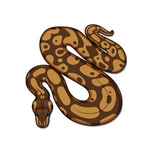 May include: A brown and black patterned snake curled up in a figure of eight shape.