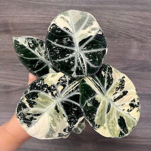 Variegated alocasia maharani - Etsy 日本